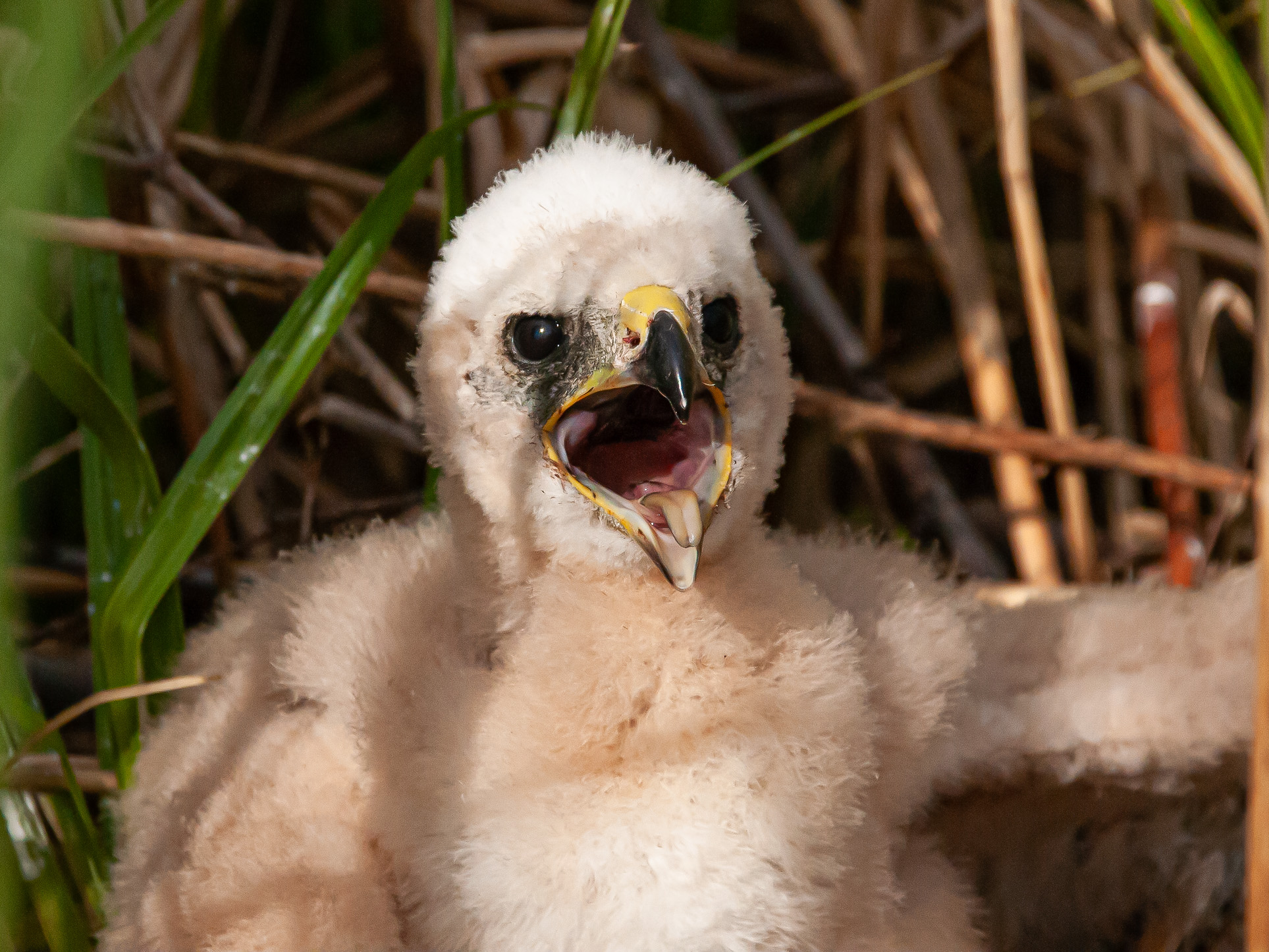 Busard des roseaux (Western marsh harrier, Circus aeruginosus), poussin au nid juste après son baguage, Réserve Naturelle de Mont-Bernanchon, Hauts de France.